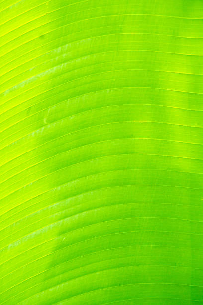 istock Green banana leaves texture 512835509