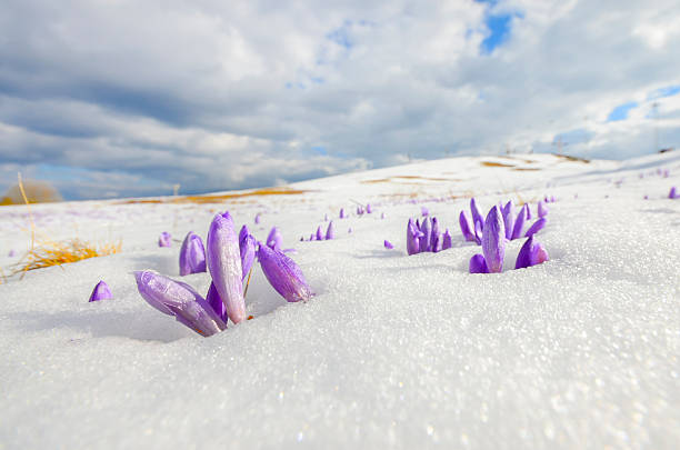 istock wide shoot of saffron crocus flower on melting snow 512836213