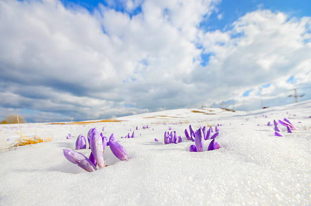 istock saffron crocus flower on melting snow, wide shoot 512836215