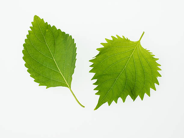 istock Japanese potherb Green Perilla_Shiso 512836577