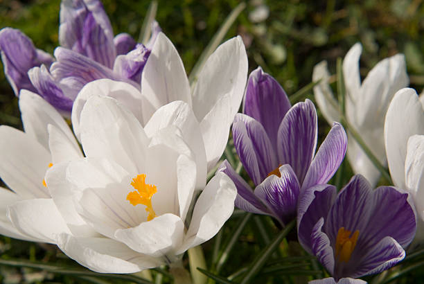 croco flores, sheffield reino unido - richmond park imagens e fotografias de stock