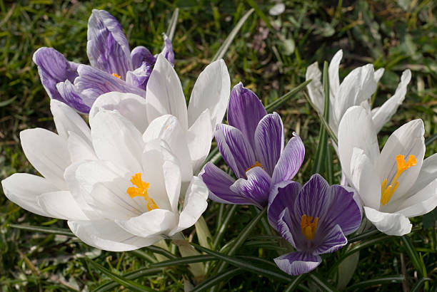 croco flores, sheffield reino unido - richmond park imagens e fotografias de stock
