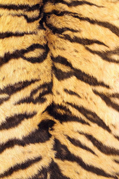 istock natural real model of tiger stripes 512859285