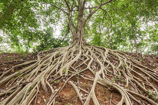 radice di banyan tree. - roots foto e immagini stock