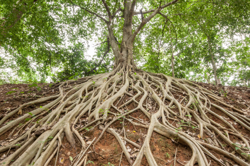 Root of banyan tree.