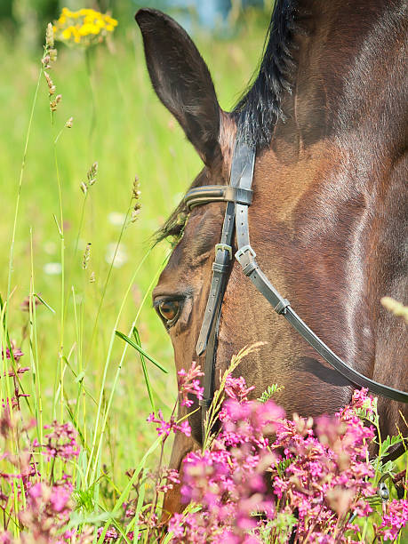 istock portrait of beautiful mare 512860215