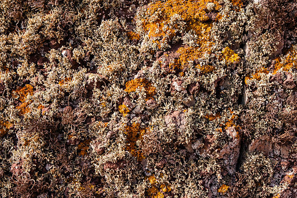 Curry and beige lichen on a cliff in Madeira stock photo