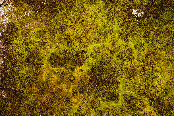 Green, brown and white lichen and moss Madeira stock photo