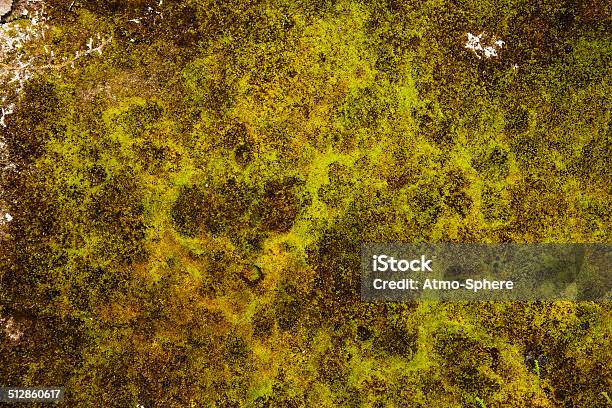 Green Brown And White Lichen And Moss Madeira Stock Photo - Download Image Now - Atlantic Islands, Autumn, Backgrounds
