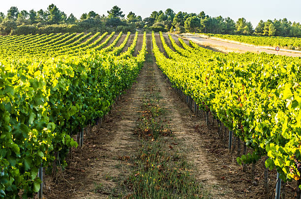 istock vineyard row in afternoon horizontal morning focused 512860671