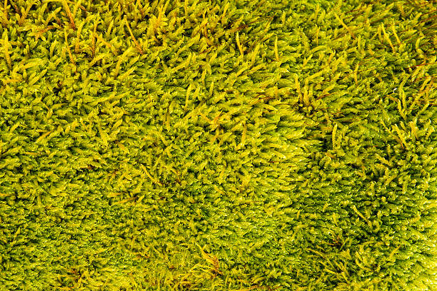 Moist and yellow-green moss texture stock photo
