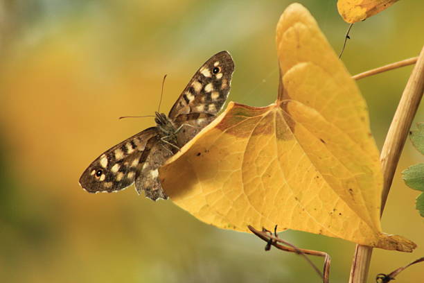 istock Speckled wood butterfly on autumn leaf 512861525