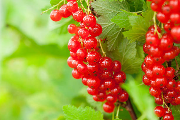 istock Red currants in the garden 512862745