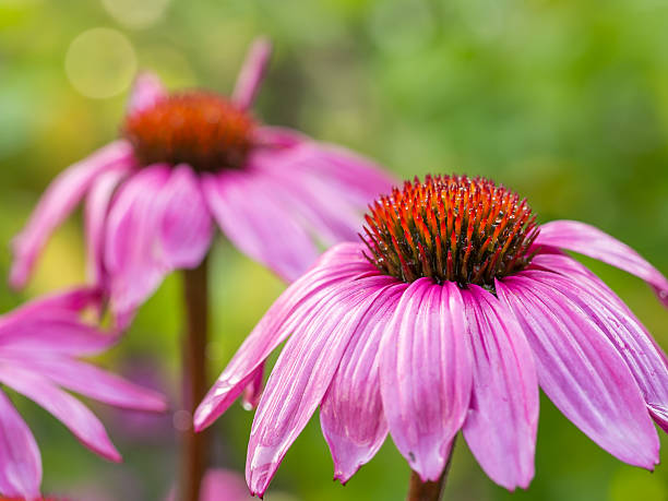 istock Closeup view of wet, pink coneflower 512862893