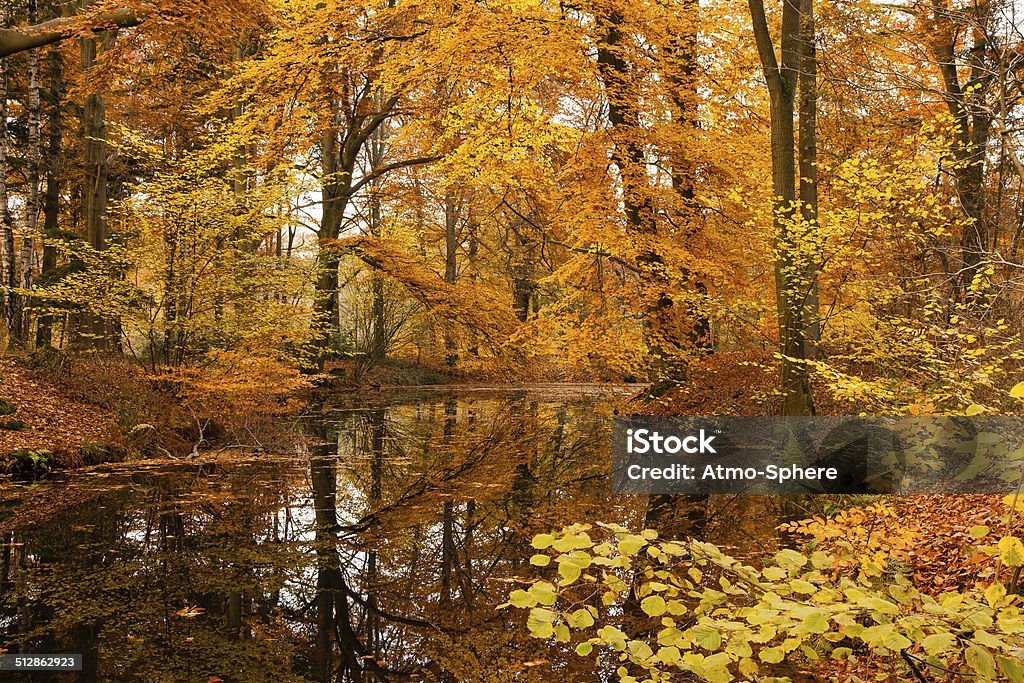 Autumn beech foliage reflecting in forest fen Autumn Stock Photo