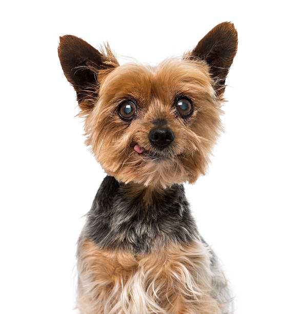 Old yorkshire terrier (13 years old) Old yorkshire terrier (13 years old) animal tongue stock pictures, royalty-free photos & images