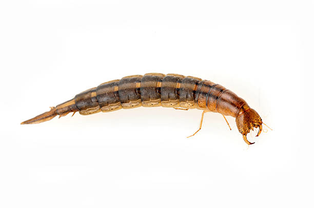 istock Yellow edge water beetle larvae, a water beetles 512863789