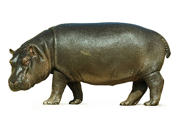 istock Baby Hippo Isolated on White Background 512864177