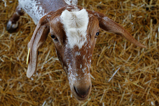 istock Goat in a domestic farm, looking at cam 512864391