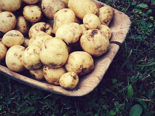 istock Raw potatoes in wooden bowl 512864901