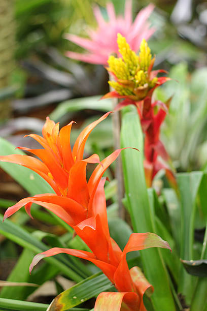 istock Bromeliad flowers in the garden 512864971
