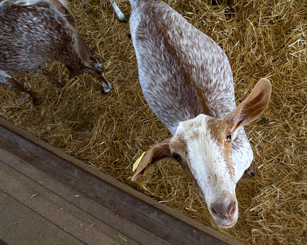 istock Goat in a domestic farm, looking at cam 512865503