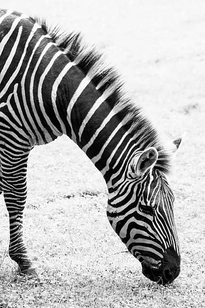 istock Black and white photo of zebra 512865813