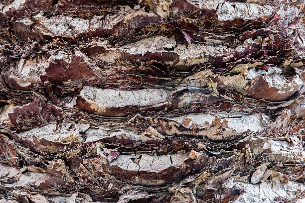 Bark of Madeira palmtree with stubs of removed leafs stock photo