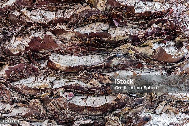 Bark Of Madeira Palmtree With Stubs Of Removed Leafs Stock Photo - Download Image Now