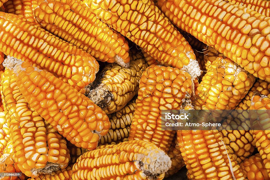 Vibrant pile of corncobs drying in the sun A vibrant pile of corncobs drying in the sun Abstract Stock Photo