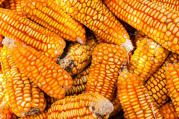 Vibrant pile of corncobs drying in the sun stock photo
