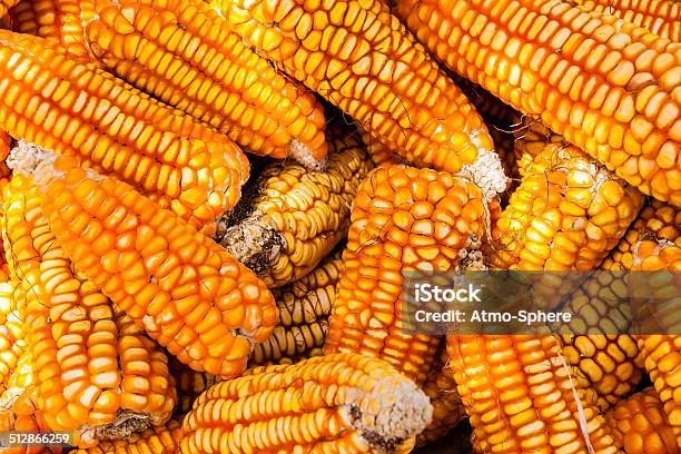 Vibrant Pile Of Corncobs Drying In The Sun Stock Photo - Download Image Now - Abstract, Agricultural Field, Agriculture