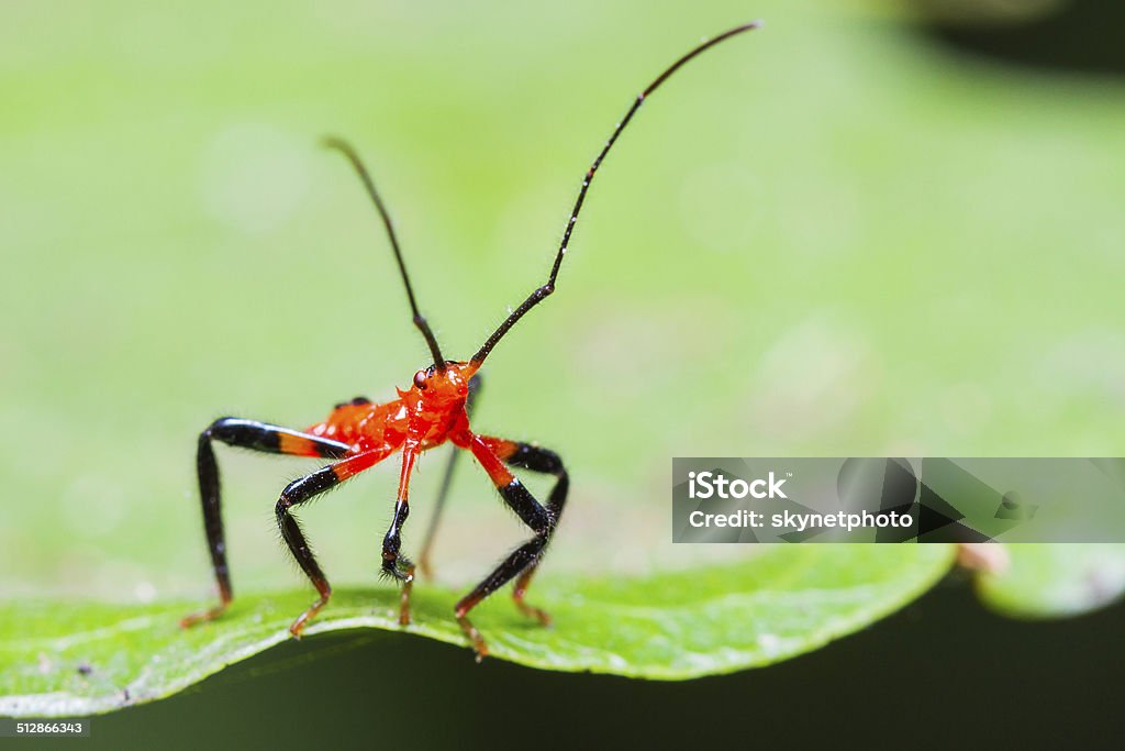 Red Assassin bug nymph Close up of red assassin bug nymph in nature Animal Stock Photo