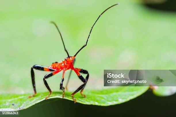 Red Assassin Bug Nymph Stock Photo - Download Image Now - Animal, Animal Antenna, Animal Body Part