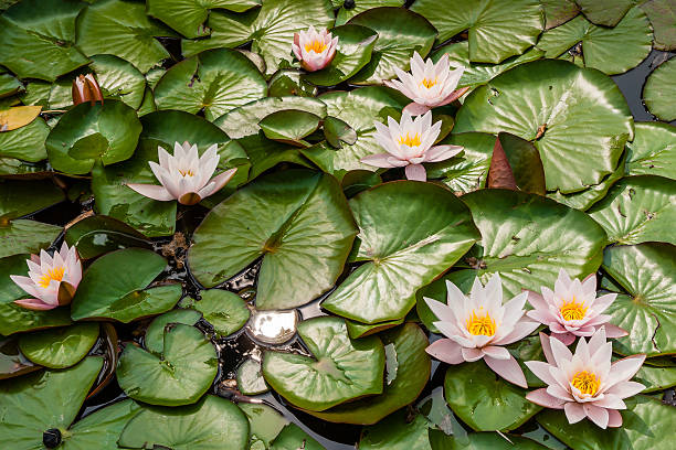 Family of pink waterlilies floating on a pond stock photo