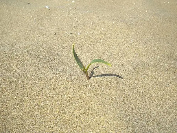 A seedling on the sand.