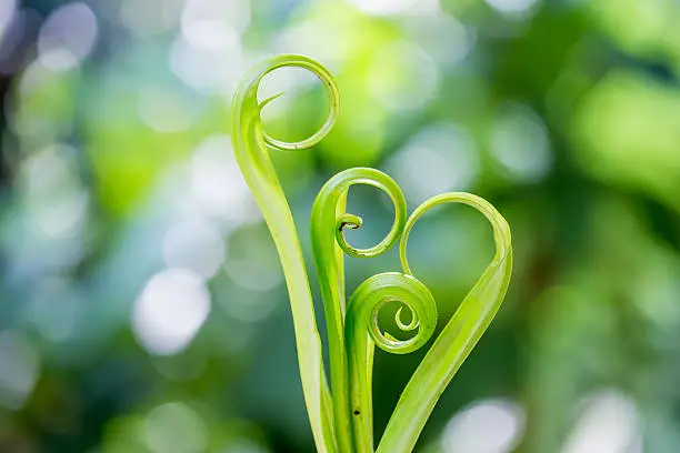 Spiral green leaf,Fern leaf close-up with dew.