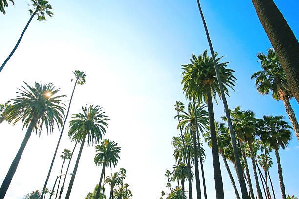 istock Los Angeles California Palm Trees 512881154