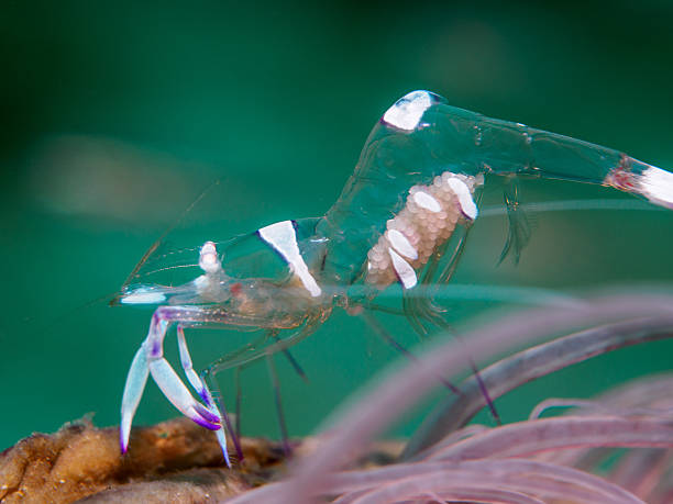istock shrimp with sea anemone 512881228