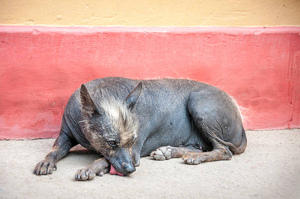 istock Peruvian Hairless Dog Sitting Against A Wall 512881640