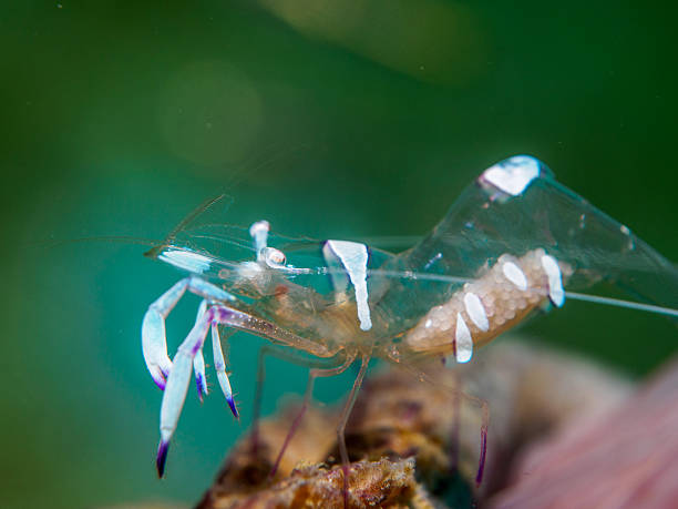 istock shrimp with sea anemone 512881974