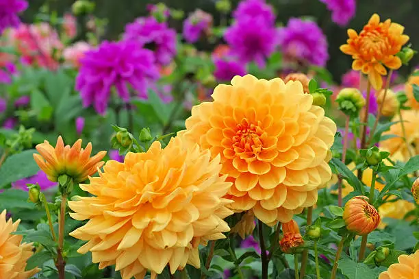 Dahlia in summer, is called Orange Garden