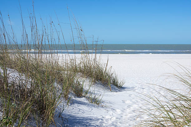 istock Sea oats and white sand dunes on beach 512883370
