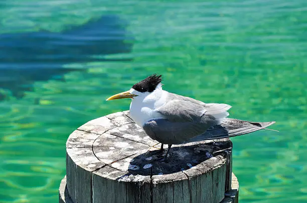 Photo of Australian Crested Tern