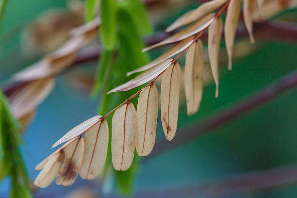 Dried tamarind leaves on the tree