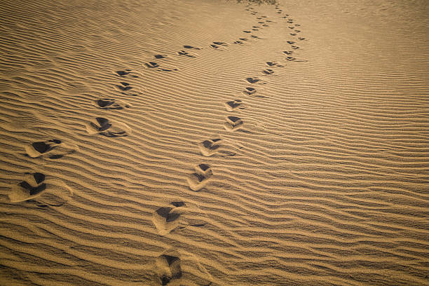 impronta sulle dune di sabbia - majestic landscape arid climate beach foto e immagini stock