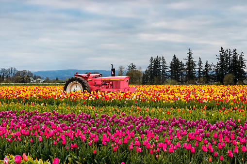 Woodburn, Oregon, USA - April 12th, 2014. Multi-colored blooming tulips field during annual Wooden Shoe festival in Woodburn, Oregon, and a pink John Deer tractor on it