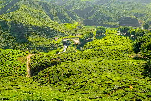 istock Tea plantation on the mountain - Cameron Highlands, Malaysia 512888044