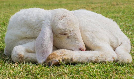 Lamb sweet sleep on the grass.