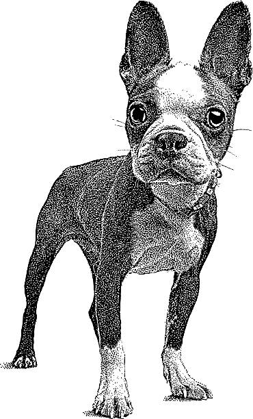 かわいいボストンテリア子犬 - security alertness canine pets点のイラスト素材／クリップアート素材／マンガ素材／アイコン素材